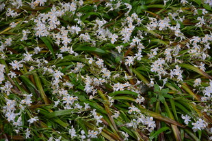 白色小花铺满绿色草地