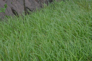 嫩绿茂盛草地景观