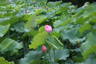 夏日荷塘中的粉嫩荷花