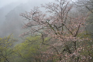 雾中绽放的粉嫩樱花树