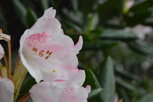 娇艳粉色杜鹃花特写