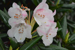 娇艳欲滴的白色杜鹃花