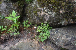 石缝中生长的翠绿植物