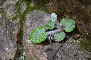 岩石上的嫩绿小植物