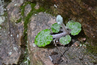 岩石上的小巧绿植