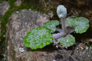 岩石上的可爱小绿植