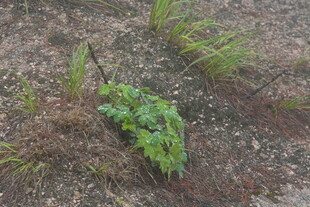 破土而出的嫩绿植物