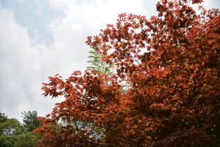 秋日红枫映蓝天