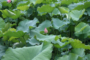 荷塘绿叶间的粉嫩荷花
