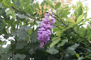 紫藤花垂挂于绿叶间