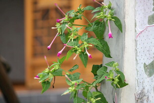 墙边绽放的垂吊小花