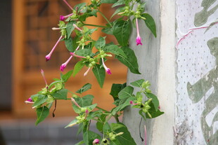垂吊紫花绿植生机盎然