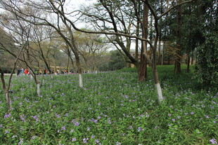 春日林下蓝花烂漫景象