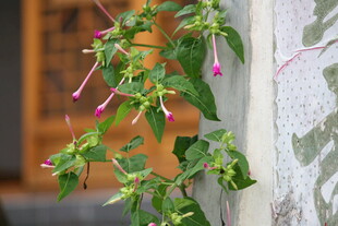 垂吊绿植 绽放灵动之美