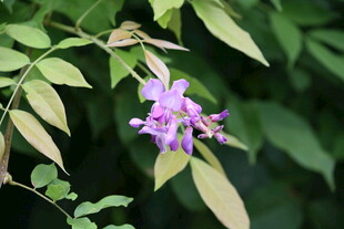 紫色藤蔓花朵特写