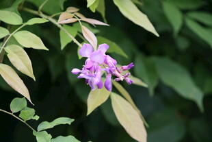 紫色小花绽放绿叶间