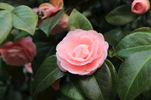 娇艳粉色山茶花绽放