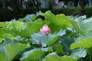 荷塘中绽放的娇艳荷花