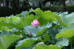荷塘中绽放的娇艳荷花