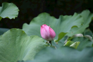 含苞待放的粉嫩荷花