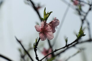 枝头绽放的娇艳桃花