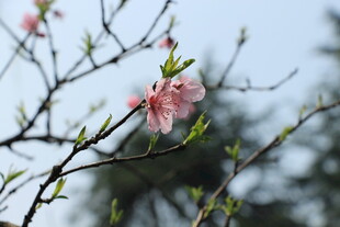 枝头绽放的粉嫩桃花