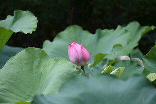 含苞待放的娇艳荷花