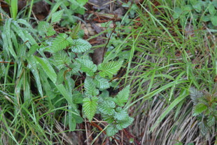 地面上的绿色植物群落