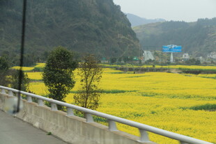 公路旁的大片金黄油菜花田