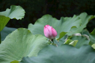 含苞待放的娇艳荷花