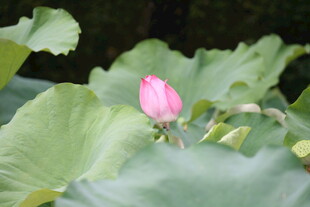 含苞待放的娇艳荷花