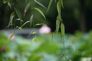 垂柳下的朦胧荷塘景致