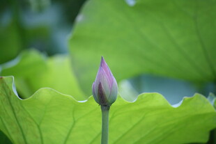 含苞待放的荷花
