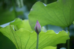 含苞待放的清新荷花