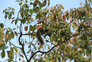 树上松鼠 绿叶间的灵动身影