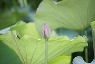 含苞待放的粉嫩荷花