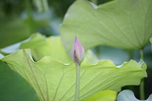 含苞待放的娇嫩荷花