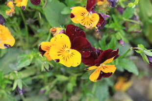 三色堇花卉特写