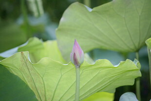 含苞待放的清新荷花