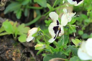 白色小花绽放于绿叶间