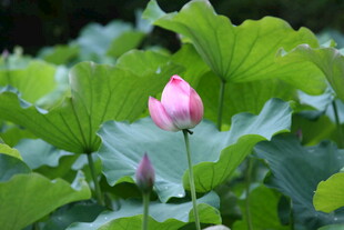 粉色荷花绽放于绿叶间