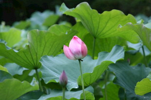 粉色荷花绽放于绿叶间