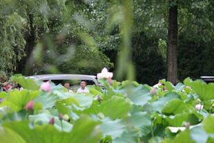 夏日荷塘绿意盎然美景