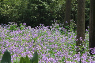 紫色花海 林间浪漫景致