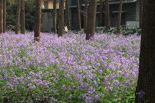 林间紫花绽放的美丽图景