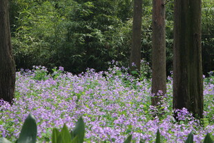 林间紫花绽放的美丽景致
