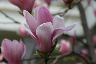 玉兰花绽放美景