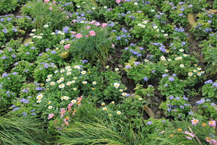 多彩花卉繁茂的美丽景致