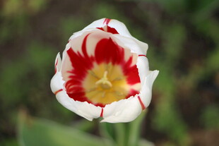 红白相间美丽郁金香