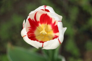 红白相间美丽郁金香